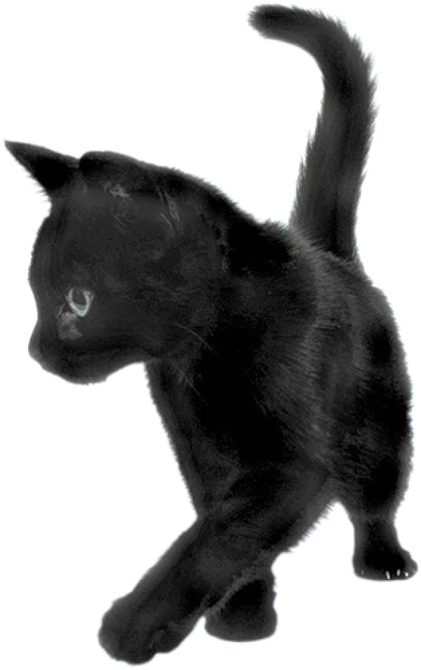 Playing Black Cat