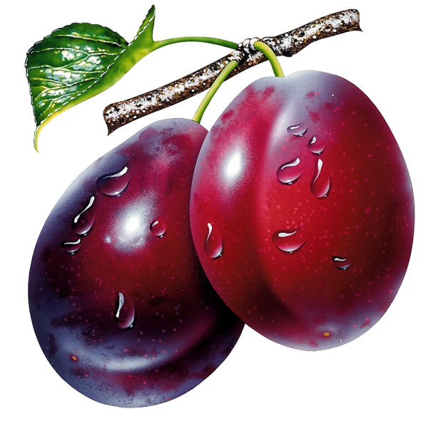 Plum PNG Free Download 23