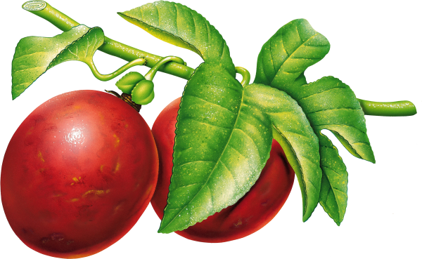 Plum PNG Free Download 9