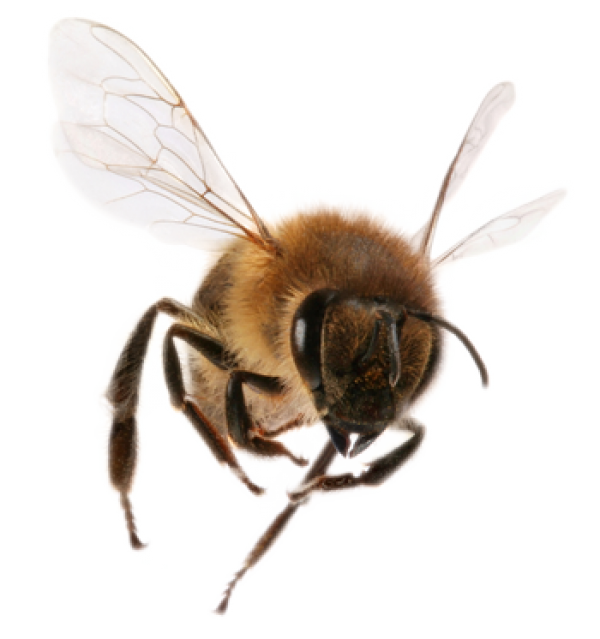 png bee download
