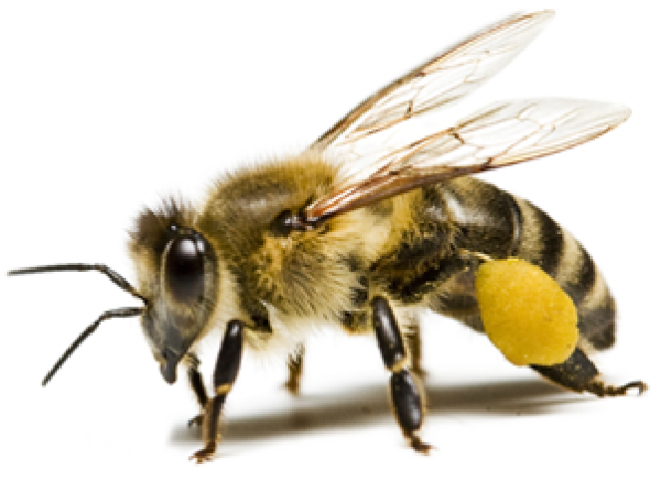 png bee
