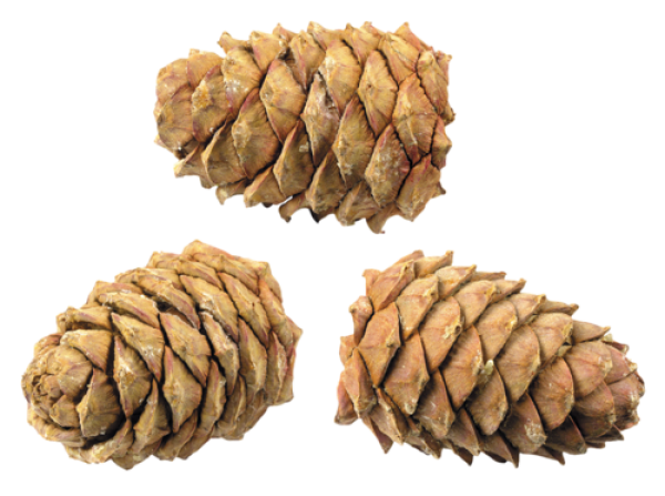 Png Cone Png Image