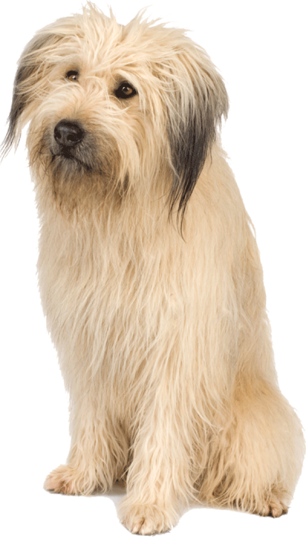 Png Dog