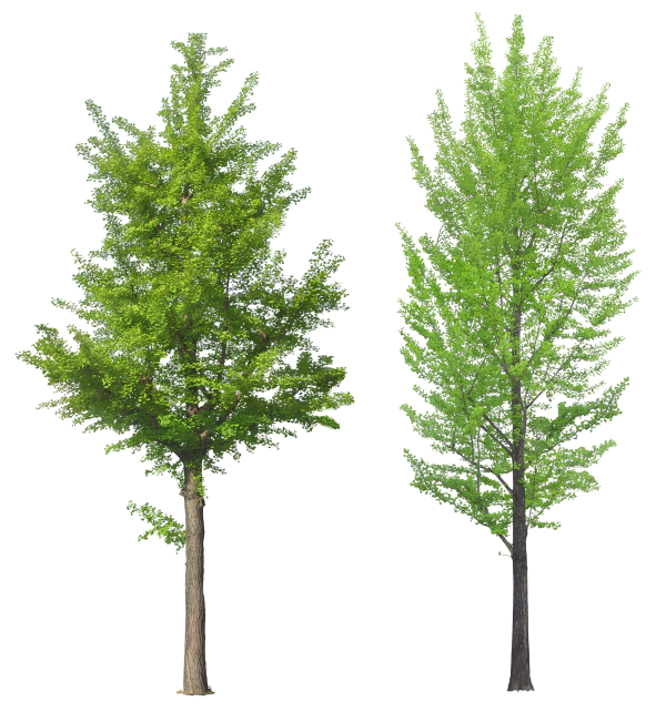 Png Tree Free