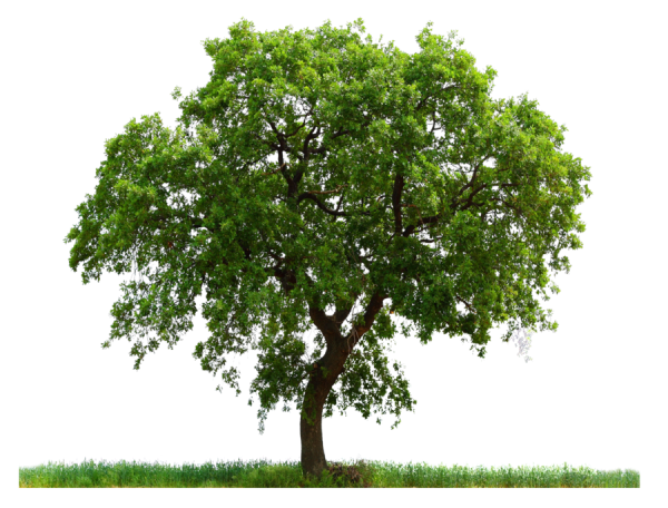 PNG Tree In Grass