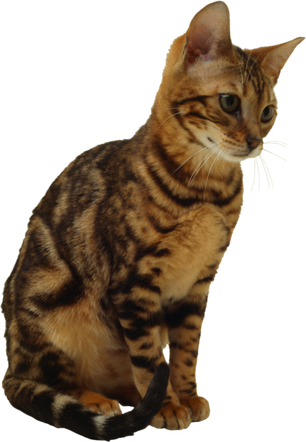 Poor Cat Png