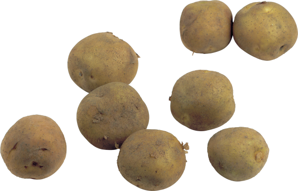Potato PNG Free Download 19
