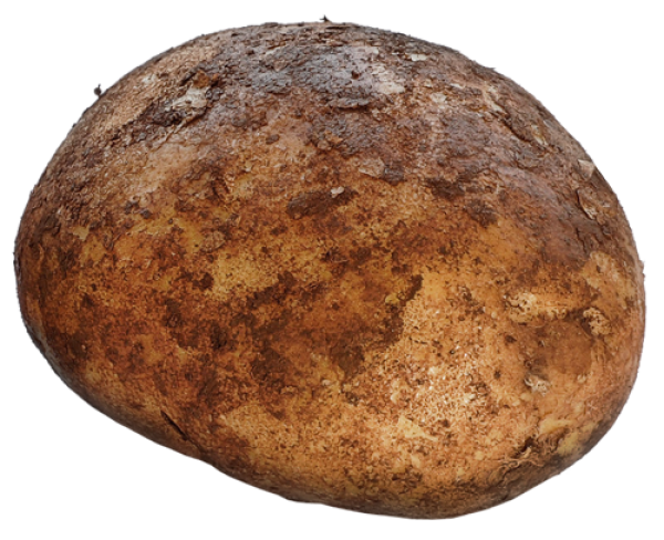 Potato PNG Free Download 8