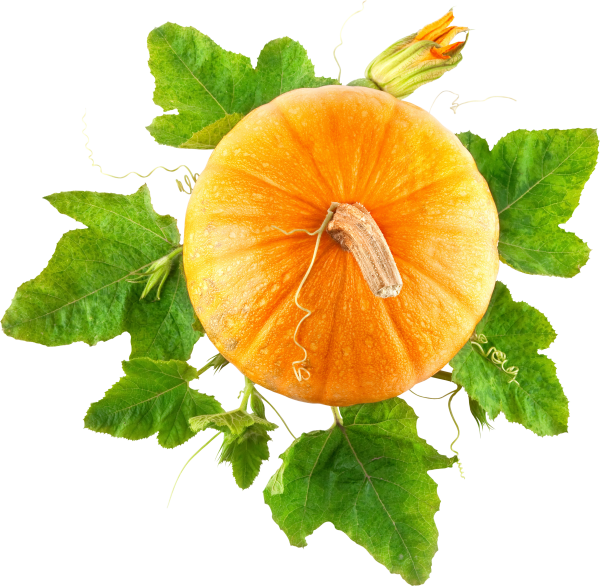 Pumpkin PNG Free Download 43