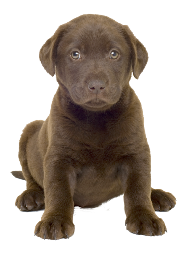Puppy Dog Png Image