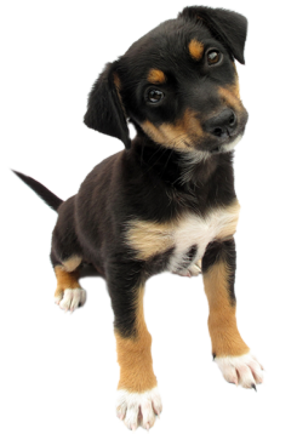 Puppy Dog