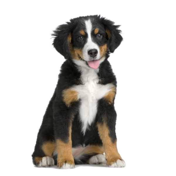 Puppy Png for Web