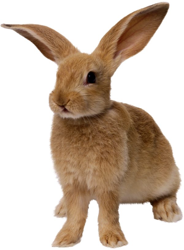 Rabbit PNG Free Download 17