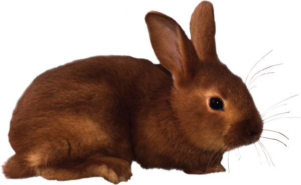 Rabbit PNG Free Download 18