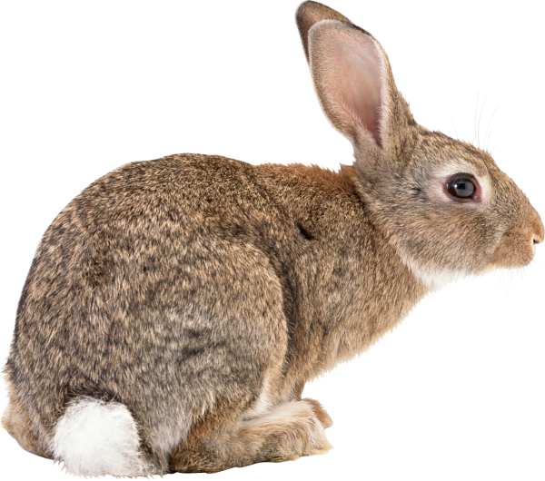 Rabbit PNG Free Download 2