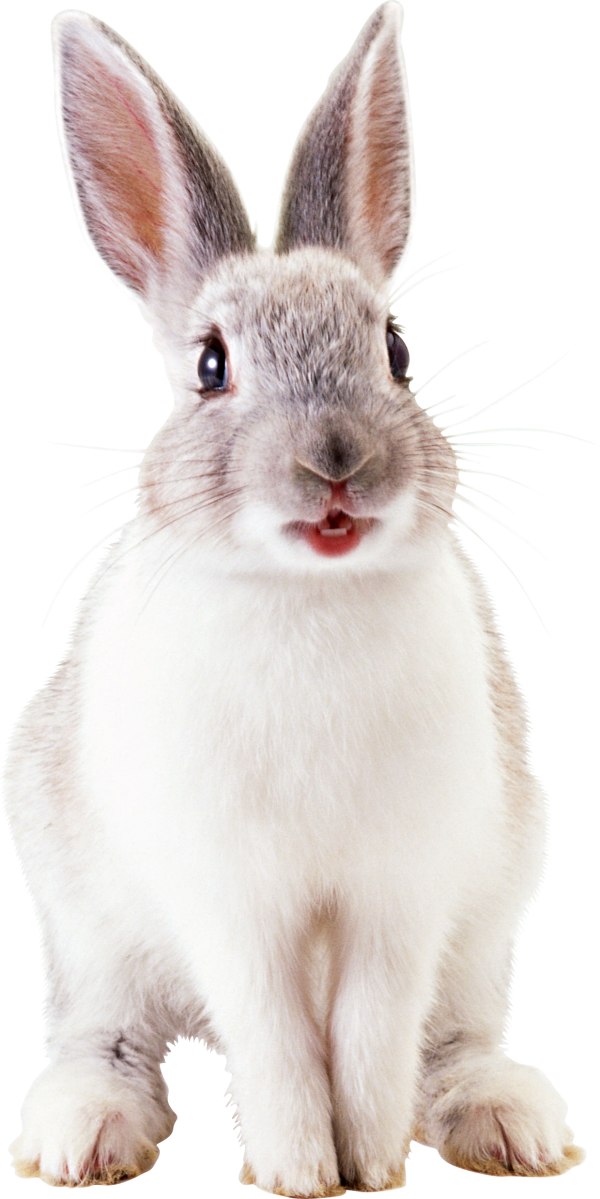 Rabbit PNG Free Download 20
