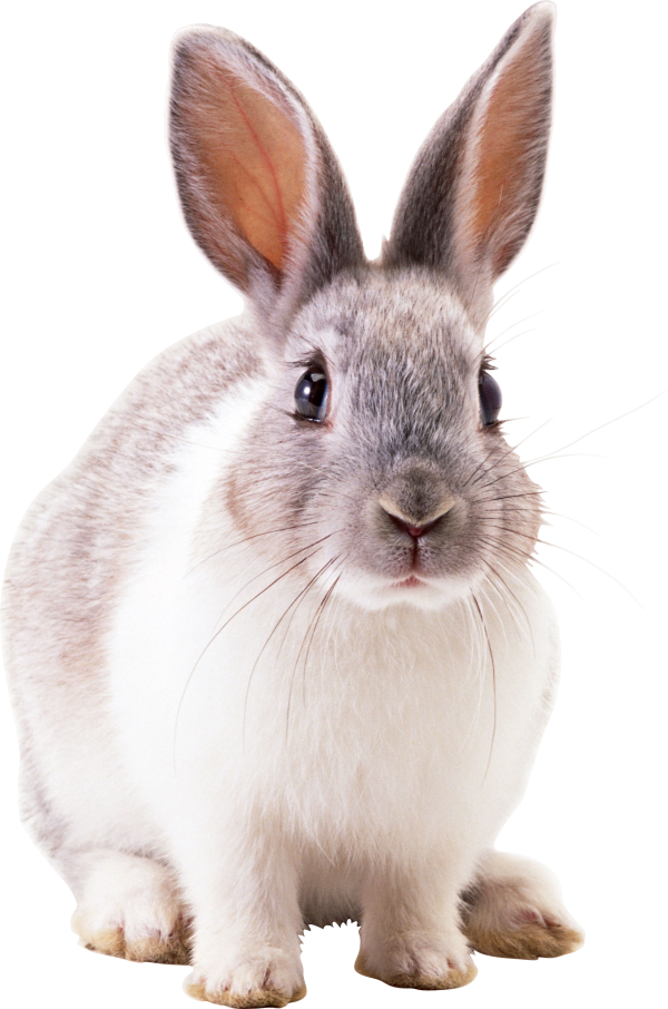 Rabbit PNG Free Download 21