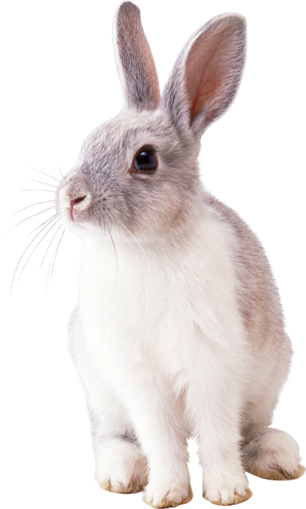 Rabbit PNG Free Download 22