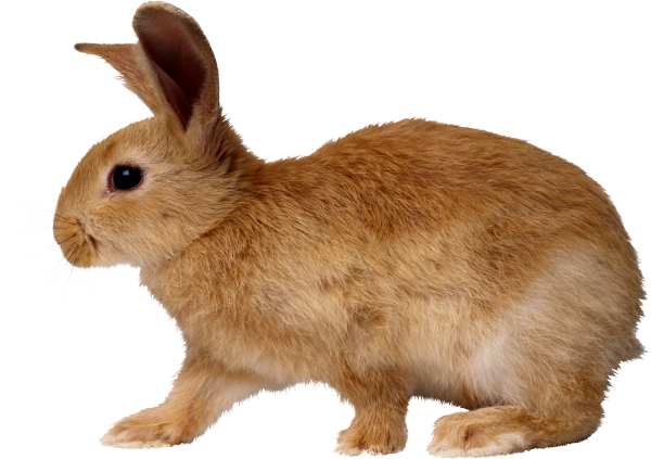 Rabbit PNG Free Download 24