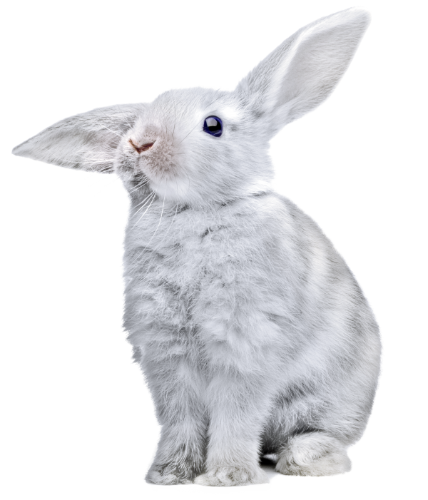 Rabbit PNG Free Download 29