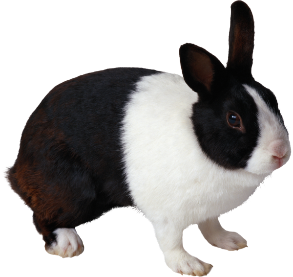 Rabbit PNG Free Download 3