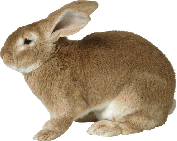 Rabbit PNG Free Download 5