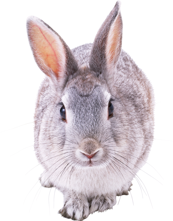 Rabbit PNG Free Download 8