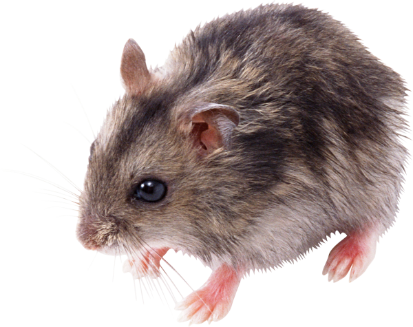 Rat Mouse PNG Free Download 13