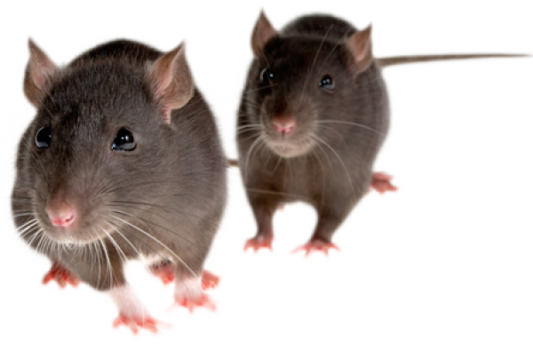 Rat Mouse PNG Free Download 2
