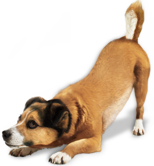 Ready for Jump Dog Png