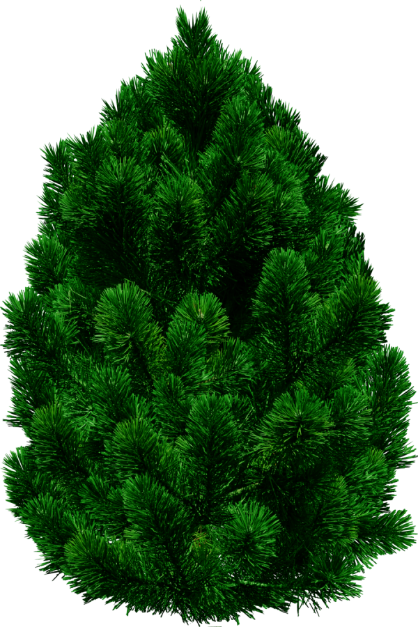 Real Christmas Tree Png