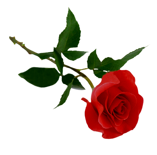 red rose with dark green leaves free png download