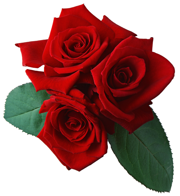 red rose with leaves free png download (3)