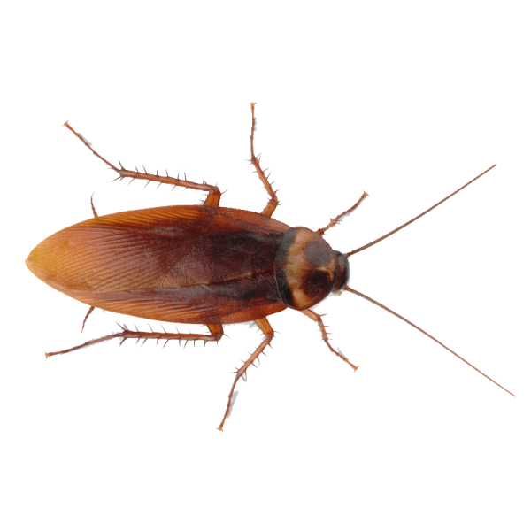 Roach PNG Free Download 11