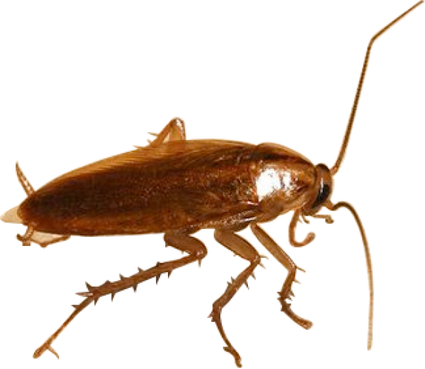 Roach PNG Free Download 29