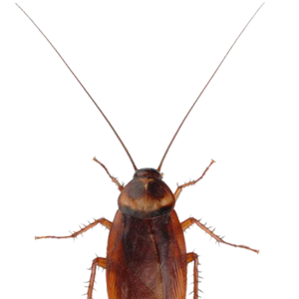Roach PNG Free Download 30