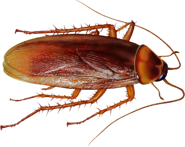 Roach PNG Free Download 33