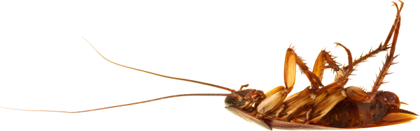 Roach PNG Free Download 34