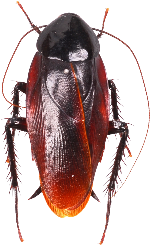 Roach PNG Free Download 36