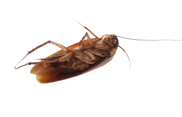 Roach PNG Free Download 39
