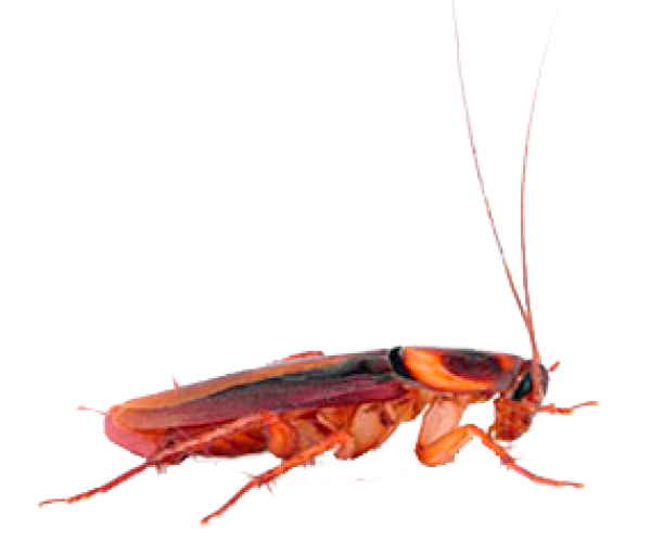 Roach PNG Free Download 40