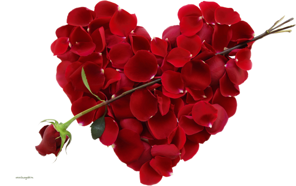 Rose png with heart