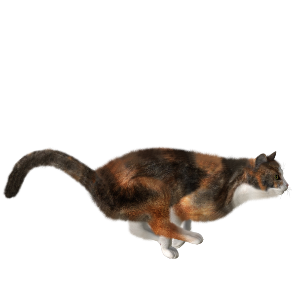 Running Cat Png