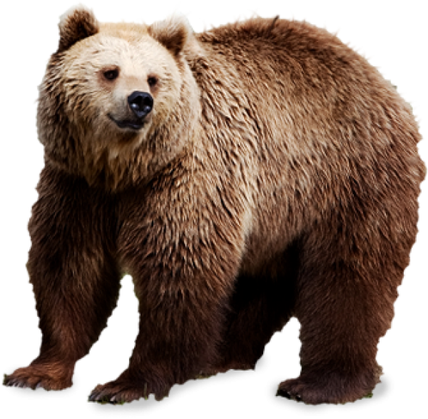 Sad Bear Png Image