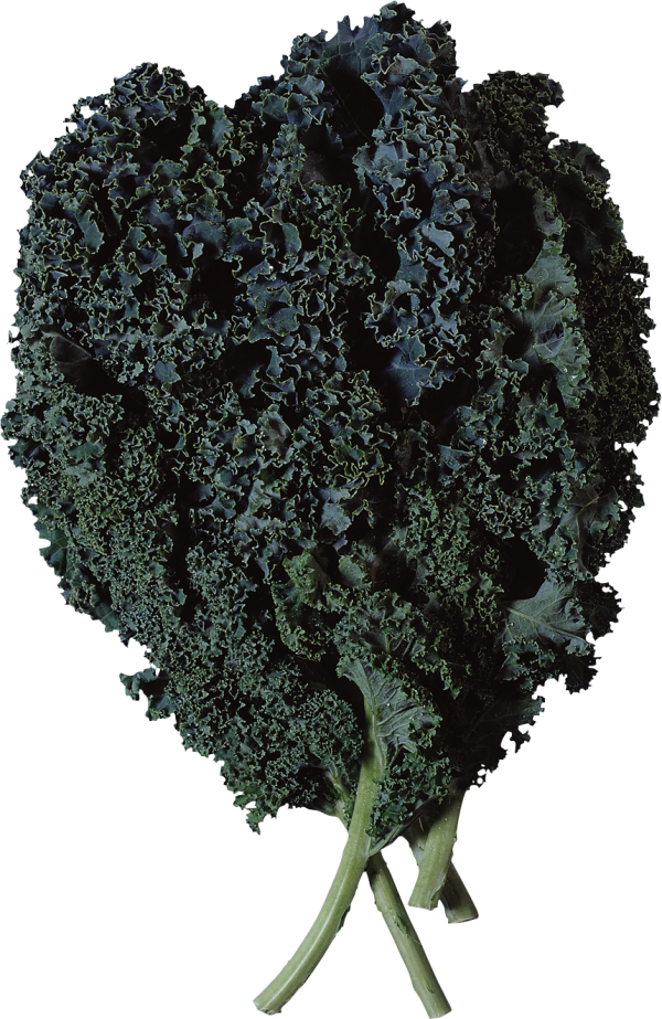 Salad PNG Free Download 11