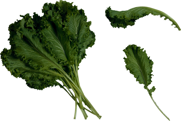 Salad PNG Free Download 13