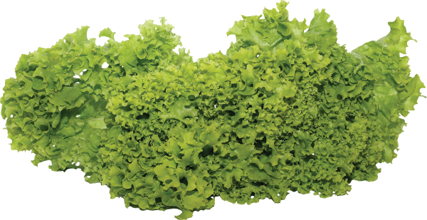 Salad PNG Free Download 14