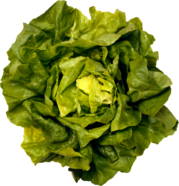 Salad PNG Free Download 17