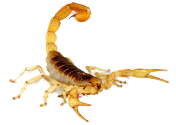 Scorpion PNG Free Download 15