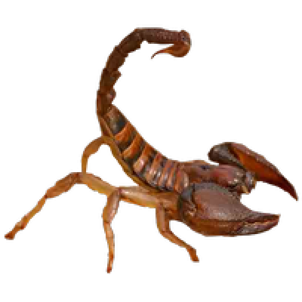 Scorpion PNG Free Download 18